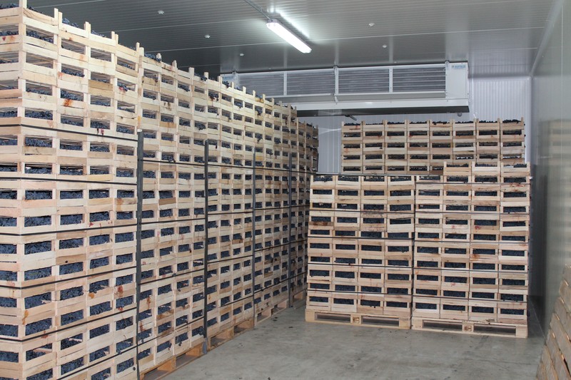 Cella con cassette di uva e aeroevaporatore industriale a soffitto